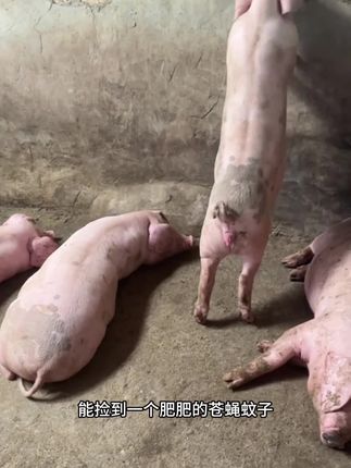 #鸡奶奶杀虫喷雾剂