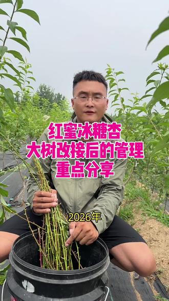 红蜜冰糖杏大树改接,T型芽接技巧,成活稳还抗风#红蜜冰糖杏 #红将军油杏 #杏树苗