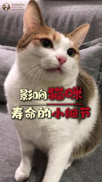 影响猫咪长寿的几个小细节~铲屎官们都知道几个呢?#汪达动物医院 #东莞动物医院 #养猫经验分享