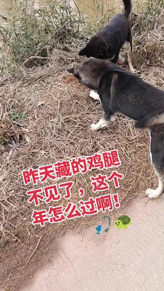 狗狗有储食的生活习性,狗狗会将食物埋起来,一般都不会忘记,在饿的时候也可以很快的找到。但这次好像是食物被盗了。🤣🤣