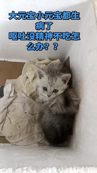 @大元宝,小元宝,#生病了,家里又没有宠物店,喂了阿莫西林与土霉素,不知道能不能好,我好担心呢。