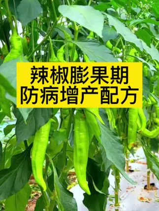 辣椒中后期专用套装#辣椒种植 #种菜 #辣椒🌶 #种植基地 #大棚种植