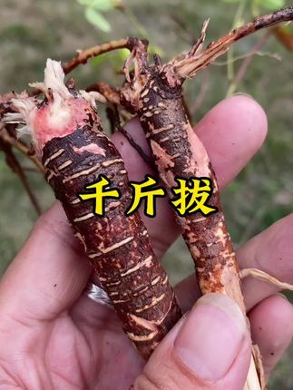 正宗的小叶千斤拔,它有什么特征呢? #千斤拔 #小叶千斤拔