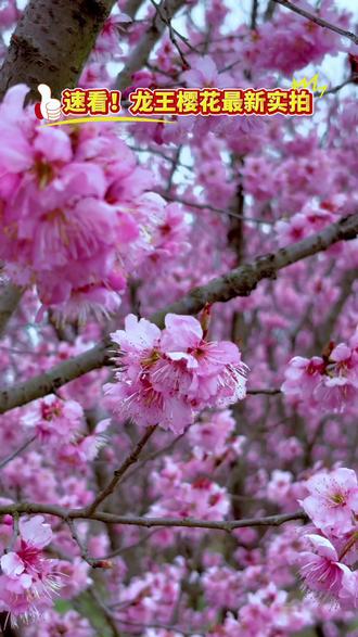 谷城老君山 + 龙王樱花谷,连片花海正值盛放期,关键是全免费!
晴天加持,随手一拍都是壁纸级美图,一天轻松逛完两个谷,性价比超高~
从枣阳出发,路线顺滑,趁着周末阳光正好,冲就对了!
#枣阳周边游 #樱花开了 #襄阳樱花 #周末去哪儿 #樱花拍照