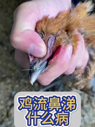 #养鸡人 #养鸡 #新农人计划 #科学养鸡 #三农 @抖音创作小助手