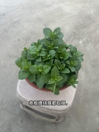 #食用薄荷种植 薄荷盆栽养护小知识