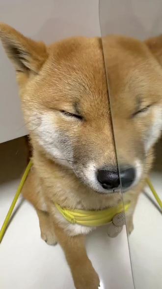 姐姐平时都画这么浓的妆吗?#热点 #柴犬#姐姐平时都化这么浓的妆吗