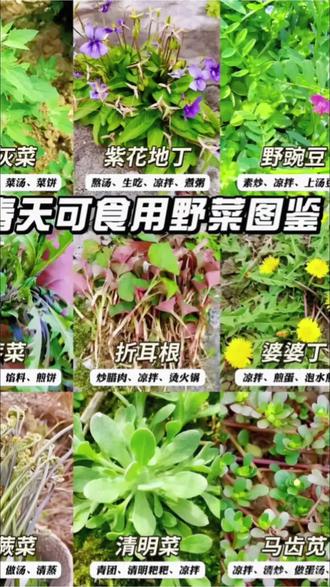 春天不挖野菜,等于白过一整年!
周末上山寻青,主打一个沉浸式挖野菜~
手忙脚乱找,开开心心摘,
城里买不到的鲜,山里随便捡!
没有KPI,没有烦心事,
只有春风、野菜和满屏的治愈,
这才是春天最舒服的打开方式!
平凡的小日子,也能过得热气腾腾~
#挖野菜的快乐
#春天的味道
#春日日常
#田园生活
#山野生活