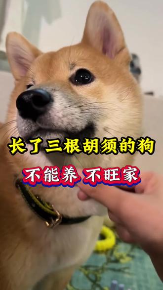 长了三根胡须的狗不能养 不旺家#新手养狗 #养狗经验分享 #萌宠出道计划 #狗狗 #科学养狗