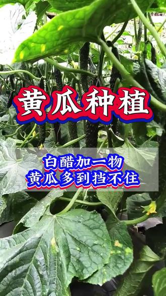 白醋加一物黄瓜多到挡不住#黄瓜#黄瓜种植 #高产#好物推荐🔥