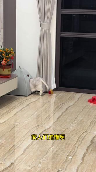 过年回家必吃地主老爷的贡品#铲屎官讲故事 #我的萌宠