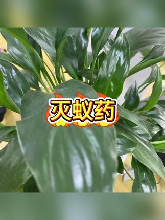 #蚂蚁一喷净 #蚂蚁喷雾剂 #蚂蚁喷雾杀虫剂