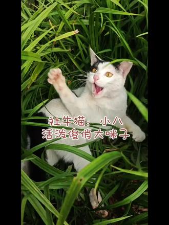 社牛猫咪有肉吃 很亲人的咪咪,性格活泼开朗,集宠爱于一身的喵#动物随手拍 #流浪猫 #校园猫咪 #投喂小动物的快乐