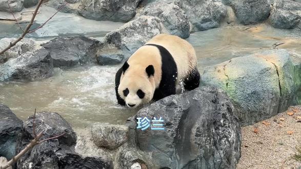 20251221 绵阳中华大熊猫苑 珍兰
中国大熊猫保护中心绵阳基地试营业,12/29正式开园啦
珍帅气的水舞Welcome🎉🩵🎊
上次见还是一年多前,你们两兄弟还是在神树坪住在一个院子,现在都是各自熊如其名啦☀️🍀💙
#大熊猫珍兰 #大熊猫珍兰胜兰 #珍兰大熊猫 #熊猫珍兰 #珍兰熊猫