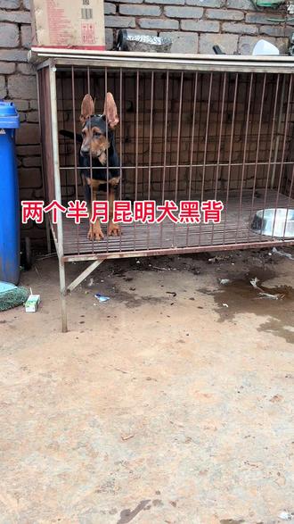 30斤左右大体格昆明犬黑背,小公狗