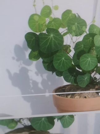 #花卉绿植