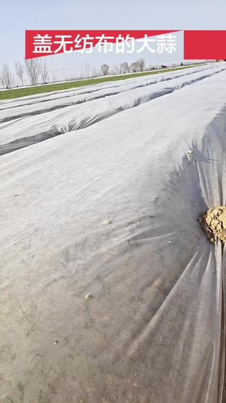 无纺布下的大蒜🧄