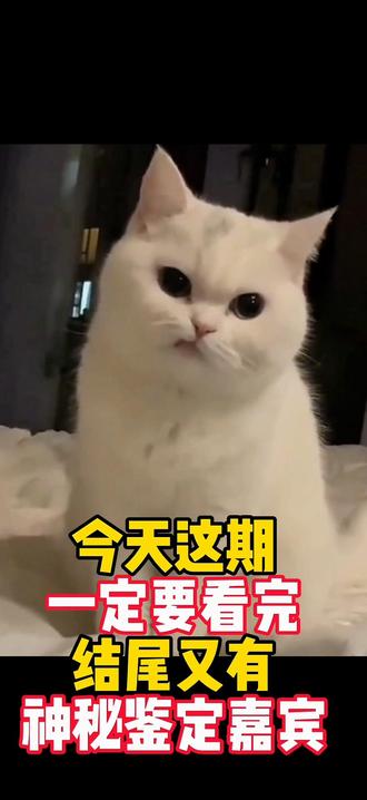 随机鉴定评论区猫咪#猫咪鉴定#宠物知识#宠物科普#宠物搞笑#真实生活分享计划