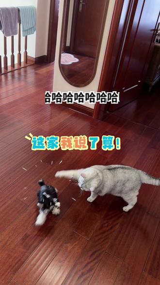 #猫狗双全 #沙雕宠物 #家庭地位
这家到底谁说了算?
#雪纳瑞 #猫咪