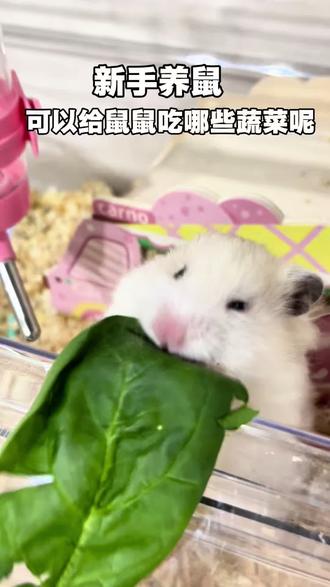 新手养鼠可以给鼠鼠味哪些蔬菜 #仓鼠熊类 #养鼠熊日常分享 #养鼠日常分享 #仓鼠#金丝熊