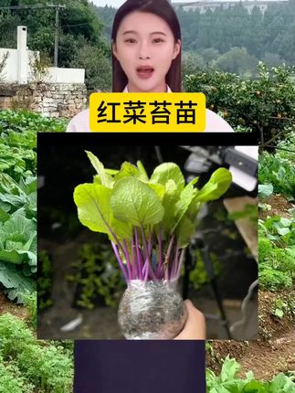 #红菜苔#蔬菜种植 #优质种苗 #农业种植 #在家种菜