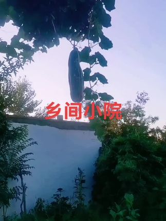 #自生瓜树上吊南瓜