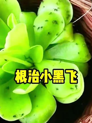 花盆里总是有小黑飞飞来飞去特别烦,快用它解决! #小黑飞#小黑飞专用#绿植#花卉#盆栽