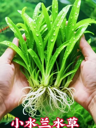 💦鱼缸里藏着一片会呼吸的小森林? 养水草总怕麻烦?试试这颗「小水兰」! 丢进鱼缸就能活,光照不用太讲究,懒人新手直接冲~ 细长叶片随水流轻轻晃,像给鱼缸装了层天然滤镜,鱼游进去都自带仙气✨ 关键是超能长!一片变一丛,慢慢铺满缸底,鱼鱼有了藏身小窝,水质也悄悄变清透~ 几块钱get一缸治愈系风景,谁看了不说句“绝”! #水草造景 #鱼缸布置 #懒人养鱼 #治愈系小物#小水兰水草