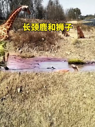 狮子看着长颈鹿#长颈鹿与狮子 #动物成精系列 #狮子 #长颈 狮子看着长颈鹿#长颈鹿与狮子 #动物成精系列 #狮子 #长颈鹿#动物世界精彩瞬间