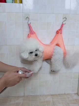 狗狗洗脚修毛剪指甲吊床,太实用了,发明这个的人是天才#萌宠好物 #比熊#摇粒绒小狗#洗香香 #狗狗洗澡