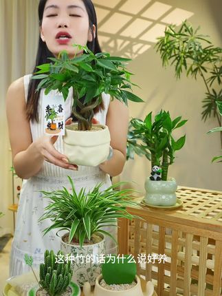 #植物造景 #绿植花卉 #绿植盆栽 #爱生活爱养花 #花卉绿植盆栽