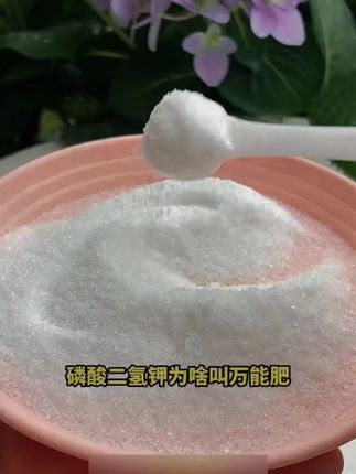 #磷酸二氢钾 一款被大家称之为万能肥,家里的瓜果蔬菜花卉绿植都可以用。你可以兑水喷水花瓣上。也可以兑水浇在花盆里。#爱生活爱养花 #花卉绿植 #好物推荐 #种植小技巧