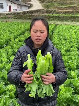 高温天气不知道种什么菜的,推荐你试试,这个四季都可以种的速生#白菜苔