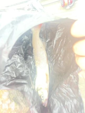 今日战绩 要是 在缅北 早就被扒皮抽筋了#野钓路亚