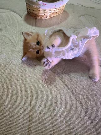 衣服都给人家穿反啦🤣🤣🤣#可爱到爆炸💥 #小猫咪日常