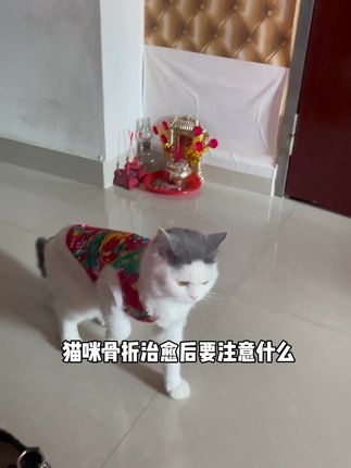 小猫骨折后一定要多补钙哦#吃货猫 #养猫新手 #科学养宠攻略