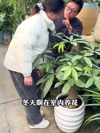 #花卉基地 #绿植花卉 #绿植养护 #花卉养护 #种花小技巧