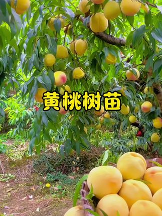 新品特大黄桃树苗脆甜果大晚熟地栽盆栽南北方种植嫁接桃树苗。 #黄桃树苗#黄桃#黄桃 #黄桃树苗 #锦绣黄桃 #锦绣黄桃树苗 #果树种植