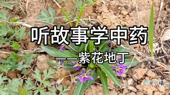 春天脸上爆痘、身上长疮疖、蚊虫叮咬后红肿不消怎么办?紫花地丁来帮您#紫花地丁 #中草药 #中医药文化 #弘扬中医文化 #食疗养生