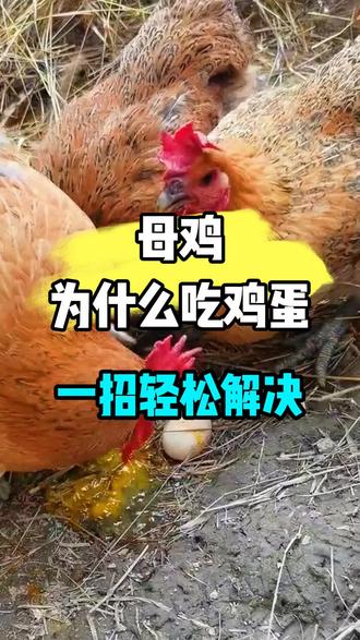 母鸡为什么吃鸡蛋,一招轻松解决!#鸡吃鸡蛋#养鸡#三农 #农村散养土鸡 #养鸡人
