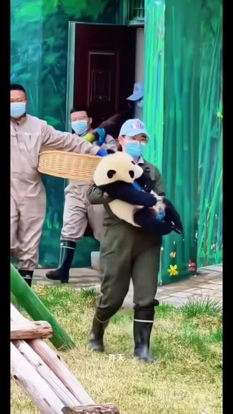 长隆妹猪升级“阿姨”!曼兰崽,兰野太子爷#国宝大熊猫 #大熊猫曼兰崽#大熊猫曼兰 #大熊猫鸿禧 #大熊猫菊笑 、大熊猫妹猪