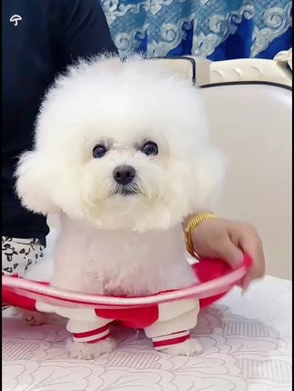 秋冬摇粒绒防风宠物棒球服宠物狗狗猫衣服用品猫咪泰迪比熊运动风#宠物衣服 #宠物棒球服