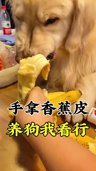 手拿香蕉皮,养狗我看行#知识科普 #狗狗健康