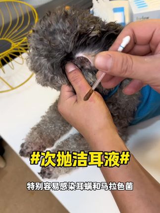 次抛设计的宠物洁耳液!单支的设计 避免了多重家庭交叉转移的风险 #宠物洁耳液 #猫狗洁耳液 #宠物耳螨 #猫狗耳螨 #猫狗马拉色