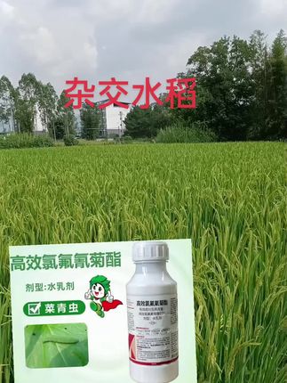 #乡村种田 #农民的心声 #农业帮手 #水稻种植 #支持三农扶持三农发展