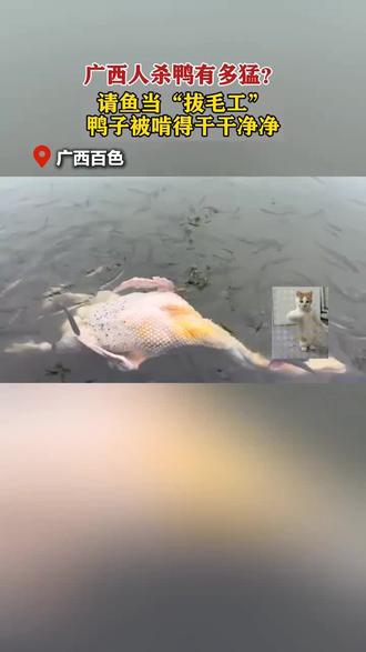 广西人杀鸭有多猛?请鱼当“拔毛工”#杀鸭搞笑 拔毛#过年