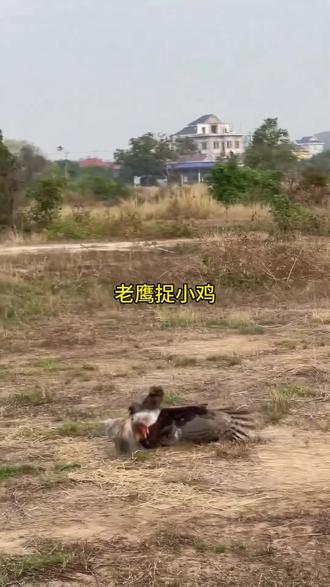 老鹰捉小鸡却遭老母鸡反杀#野生动物零距离#老鹰#内容启发搜索
