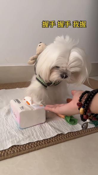 萝卜纸巾狗挑战,失败告终🔚#我和宠物日常 #萝卜纸巾狗 #养狗人 #萝卜纸巾 #萌宠创作者计划