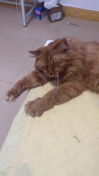 全家嘴最臭的人 #小橘橘 #黄脸猫 #小橘猫🐈 #抽象 #我很臭吗