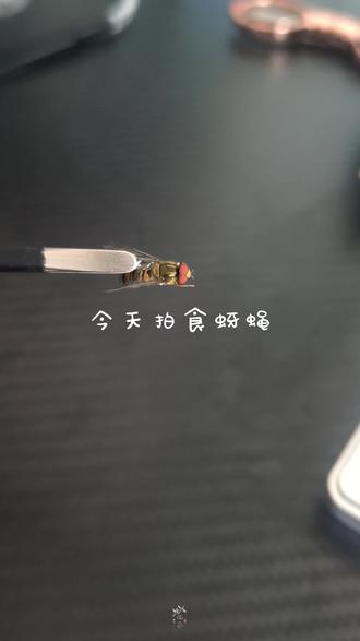 食蚜蝇 食蚜蝇(大灰食蚜蝇/斜斑鼓额食蚜蝇一类),它属于双翅目食蚜蝇科,只有1对翅膀(蜜蜂是膜翅目,有2对翅膀),尾部没有毒刺、不会蜇人,是完全无害的益虫。#昆虫#科普#微距#微观世界#显微摄影